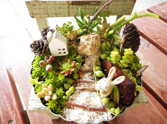 多肉植物を使ったミニ箱庭作り