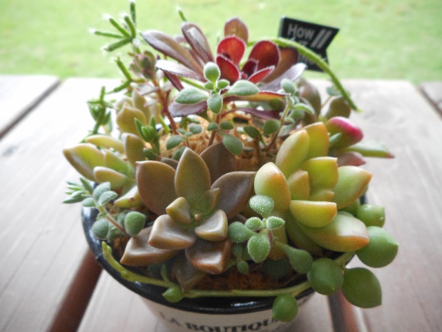 多肉植物